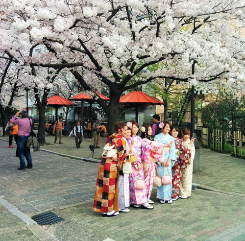 Explore a True Japanese Phenomenon When Cherry Blossoms Bloom in Kyoto