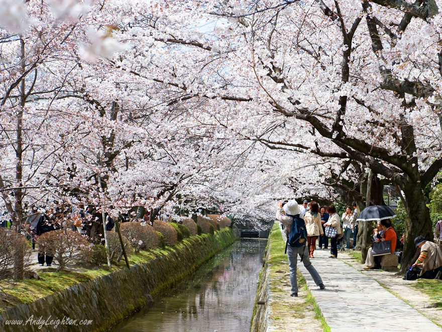 A women photographer leans towards the Biwako Canal to take a photograph of cherry blossom trees over hanging the canal. Shirakawa Sosui Dori, Kyoto, Japan