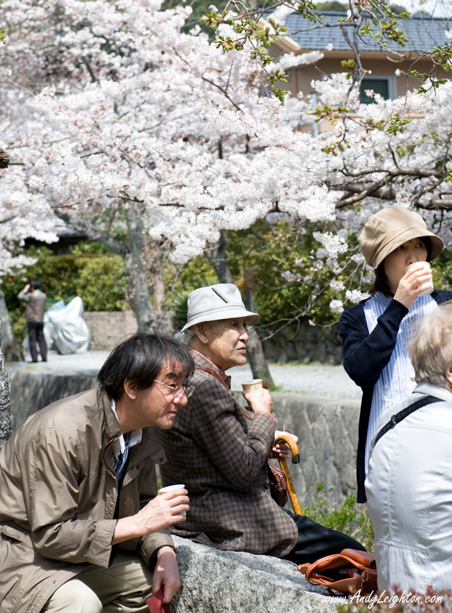 A small group of sightseers take a rest drinking tea below the cherry blossom trees. Philosopher's Walk Path, Kyoto, Japan