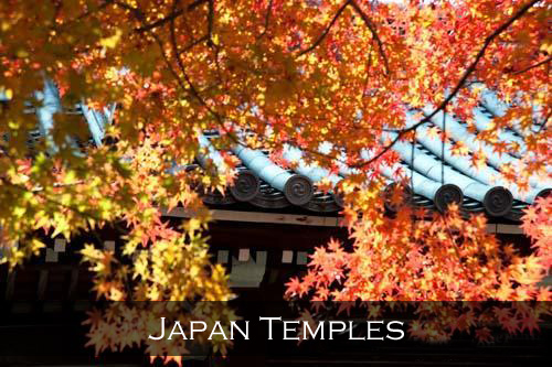 Colourful Japanese Maple autumn leaves in Kyoto's Ryoanji Temple. Japan
