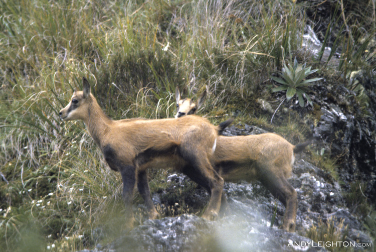 Chamois were introduced from Austria into the New Zealand Mt Cook area in 1907, since then they have spread over most of the Southern Alps. Johnson Keel Stream, Perth River Valley, Westland, New Zealand