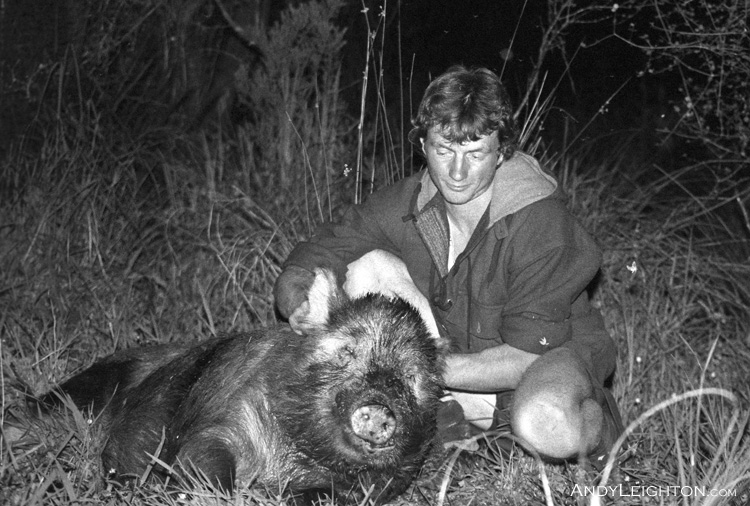 A wild pig shot in the twilight just before dark. Ahaura River flats, Westland, New Zealand. Andy Leighton