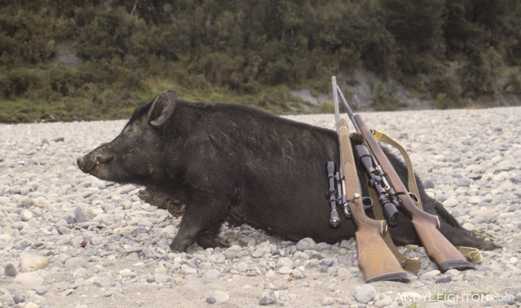 A wild boar shot on the Ahaura River. Rifles Garry Turnbulls .270 and my .243 in the picture. Westland, New Zealand