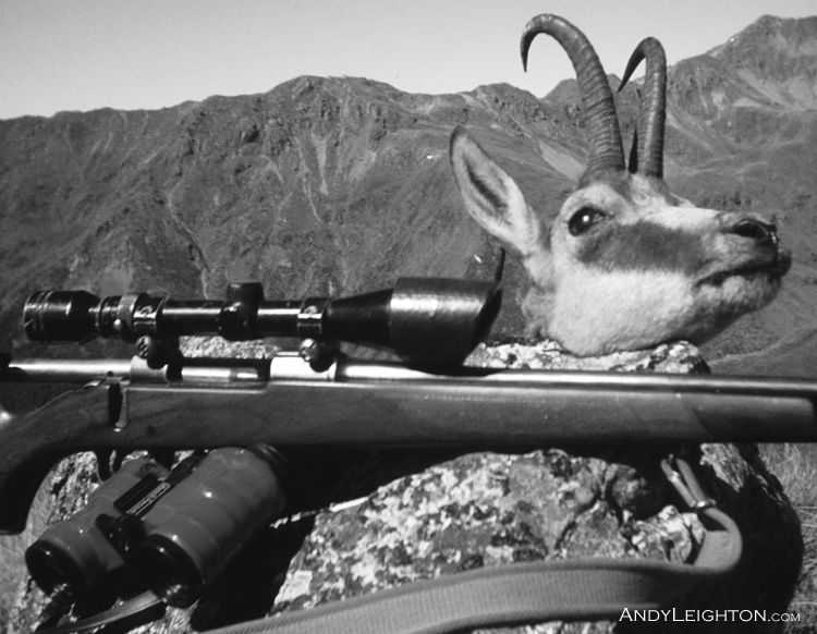 A chamois shot on Mt Technical in the Lewis Pass, only an hours hike from the highway. My trusty BSA .243 with a 3x-9x vari-power scope. Westland, New Zealand