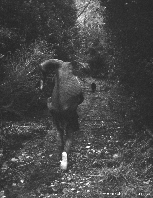 The way most deer are carried out, this is an easy carry along a track. The deer is made into a pack by pushing the back legs through a cut in the front legs. 'Blue' leading the way back along the track. Ogilvies Tram, Marsden, Westland, New Zealand. Andy Leighton