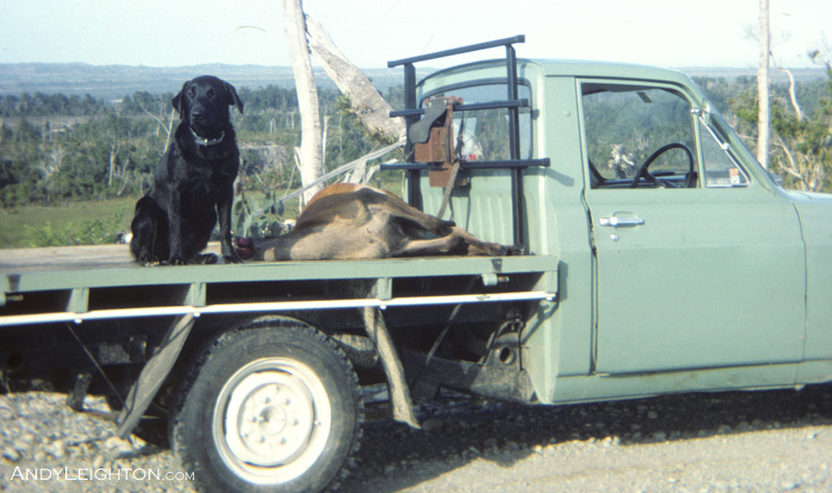My dog 'Blue' with a hind I shot while spotlighting, it took around 3 hours to carry the deer out to the road seen here. Marsden, Westland, New Zealand