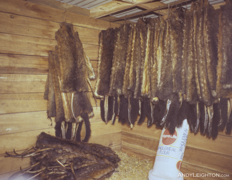 These possums skins have been previously dried by tacking onto a specially nailed 'possum board' and later have their tales split and are then ready to be sold to the local fur buyer. At the time dried possum skins ranged in price from $3 to $18 depending on the quality of the fur. The bag of wholemeal flour in the picture was used to make a flavoured lure to attract the possum to the cyanide paste placed in the centre. Marsden, Westland, New Zealand