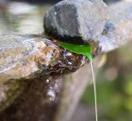 A green leaf sits under a small stone on the edge of a water basin to create a leaf fountain. Honenin Temple, Kyoto, Japan